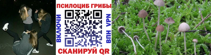 Псилоцибиновые грибы Cubensis  Канаш 